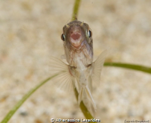 Title: "Mid-water flight" Juvenile Siganus luridus. Size:... by Athanassios Lazarides 